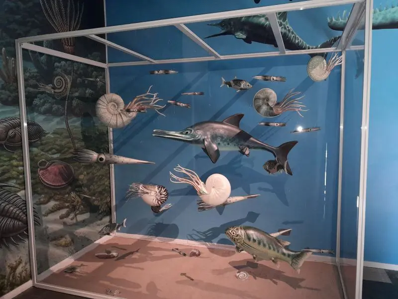 Image par défaut illustrant le propos de la page exposition « Le monde fascinant des fossiles » de Géoparc - La Hague