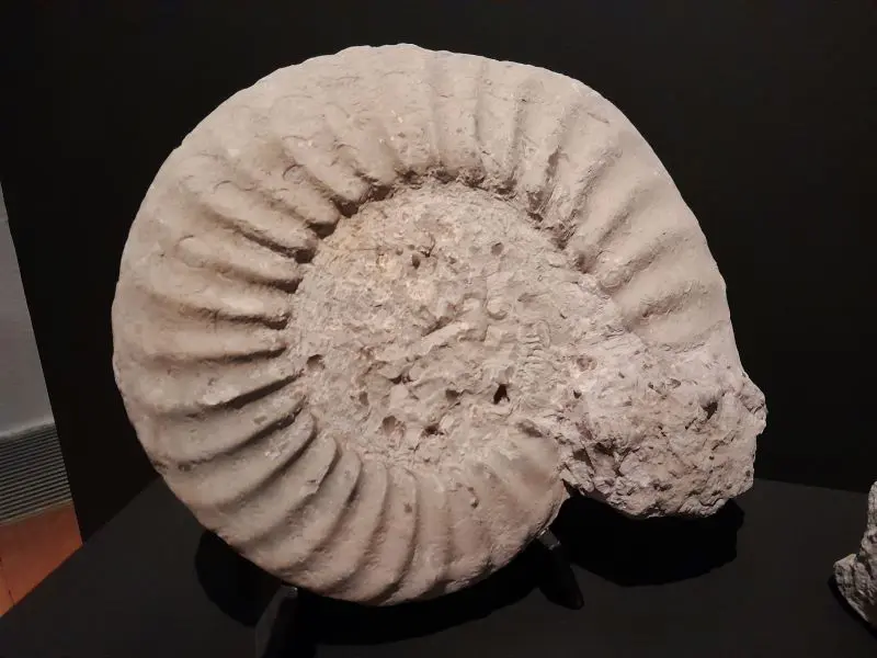 Image par défaut illustrant le propos de la page exposition « Le monde fascinant des fossiles » de Géoparc - La Hague