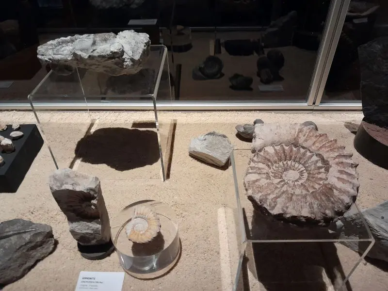 Image par défaut illustrant le propos de la page exposition « Le monde fascinant des fossiles » de Géoparc - La Hague